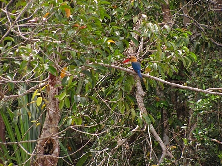 birdie borneo